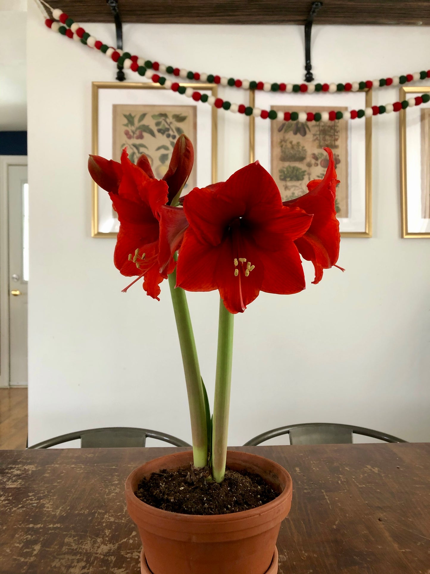 Amaryllis (assorted colours) - potted plant