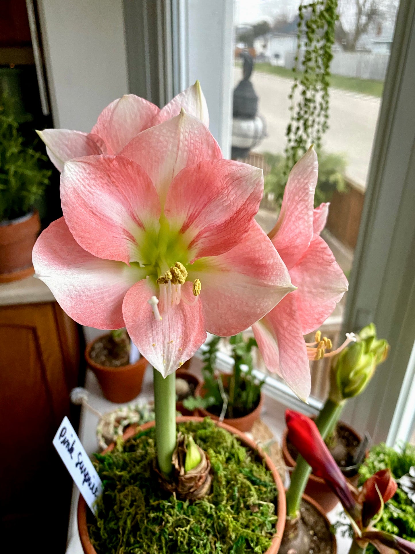 Amaryllis (assorted colours) - potted plant