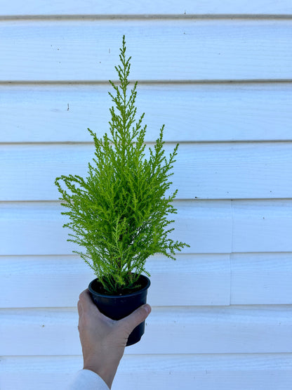 Lemon Cypress - potted plant