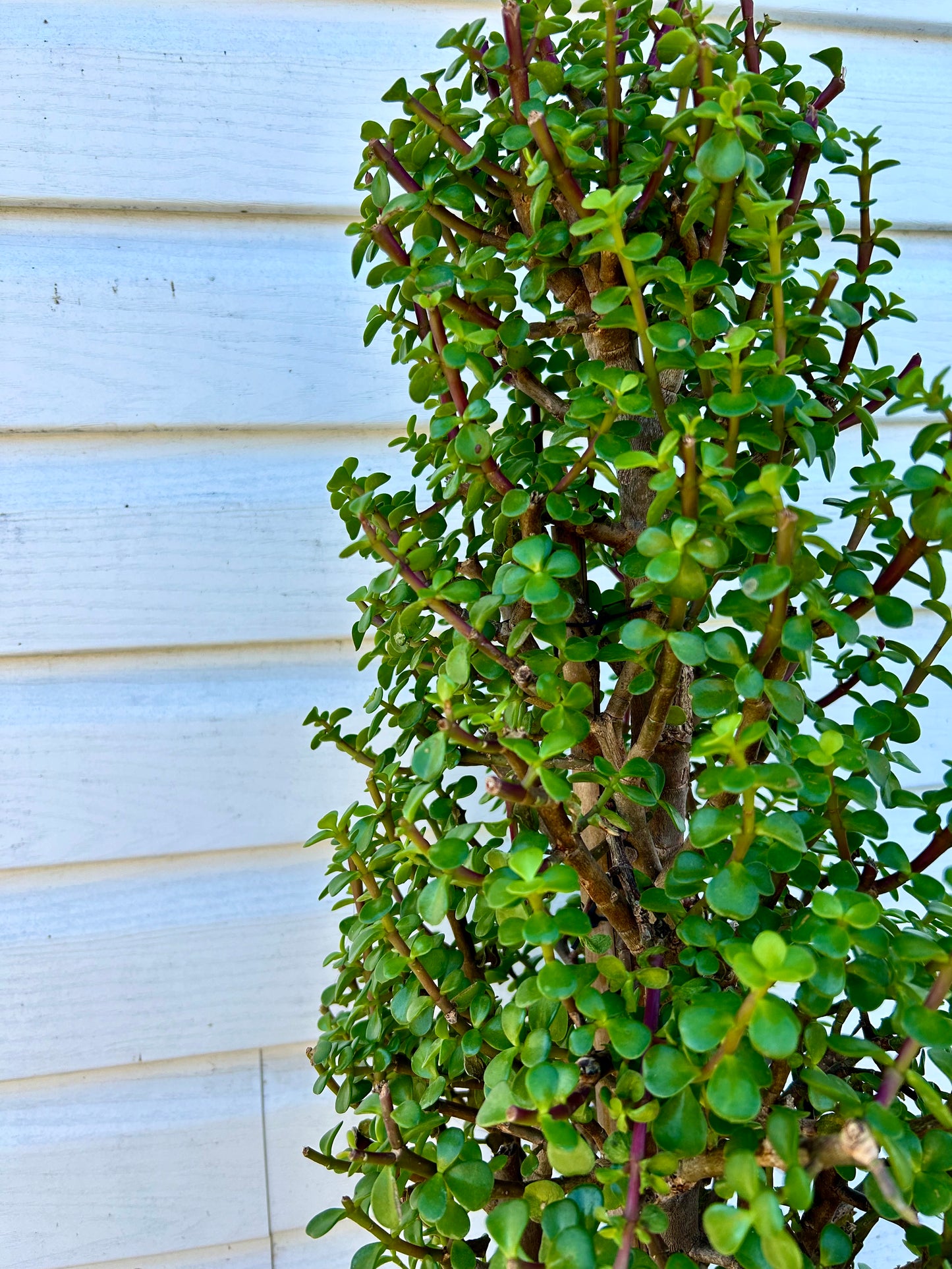 Jade Tree - potted plant