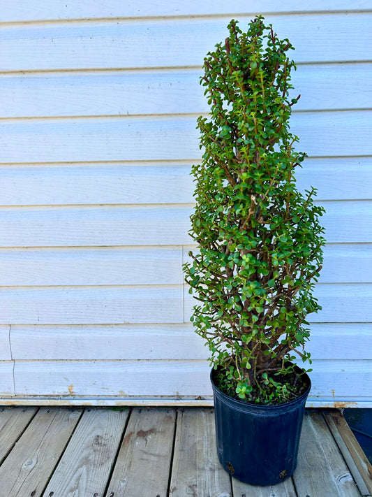 Jade Tree - potted plant