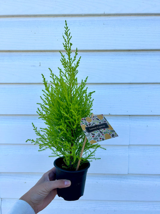 Lemon Cypress - potted plant