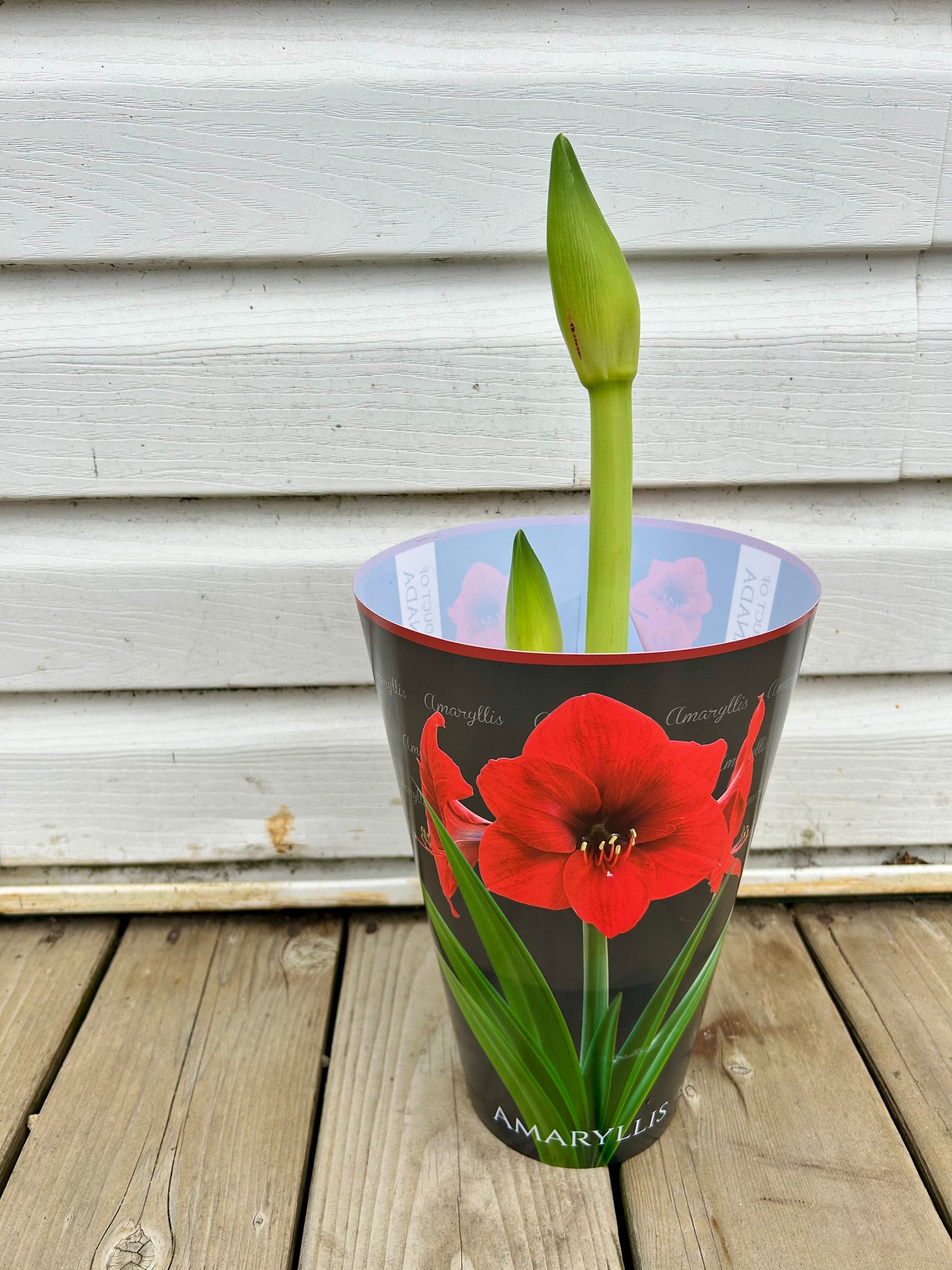 Amaryllis (assorted colours) - potted plant