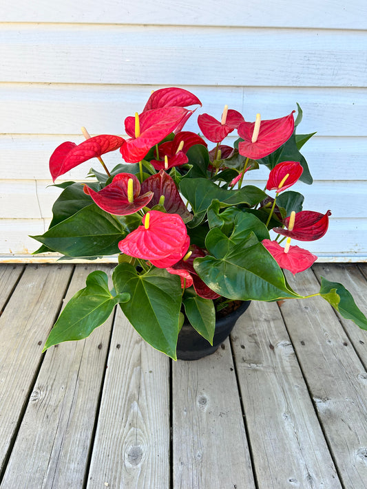 Anthurium - potted plant